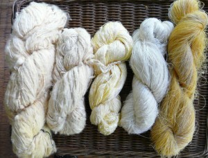 Wild silk in various forms: Reeled Bombyx mori on far right to handspun eri silk in different weights to the left.