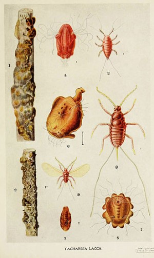 The Kerria Lacca (lac) insect. Drawing by Harold Maxwell-Lefroy. 